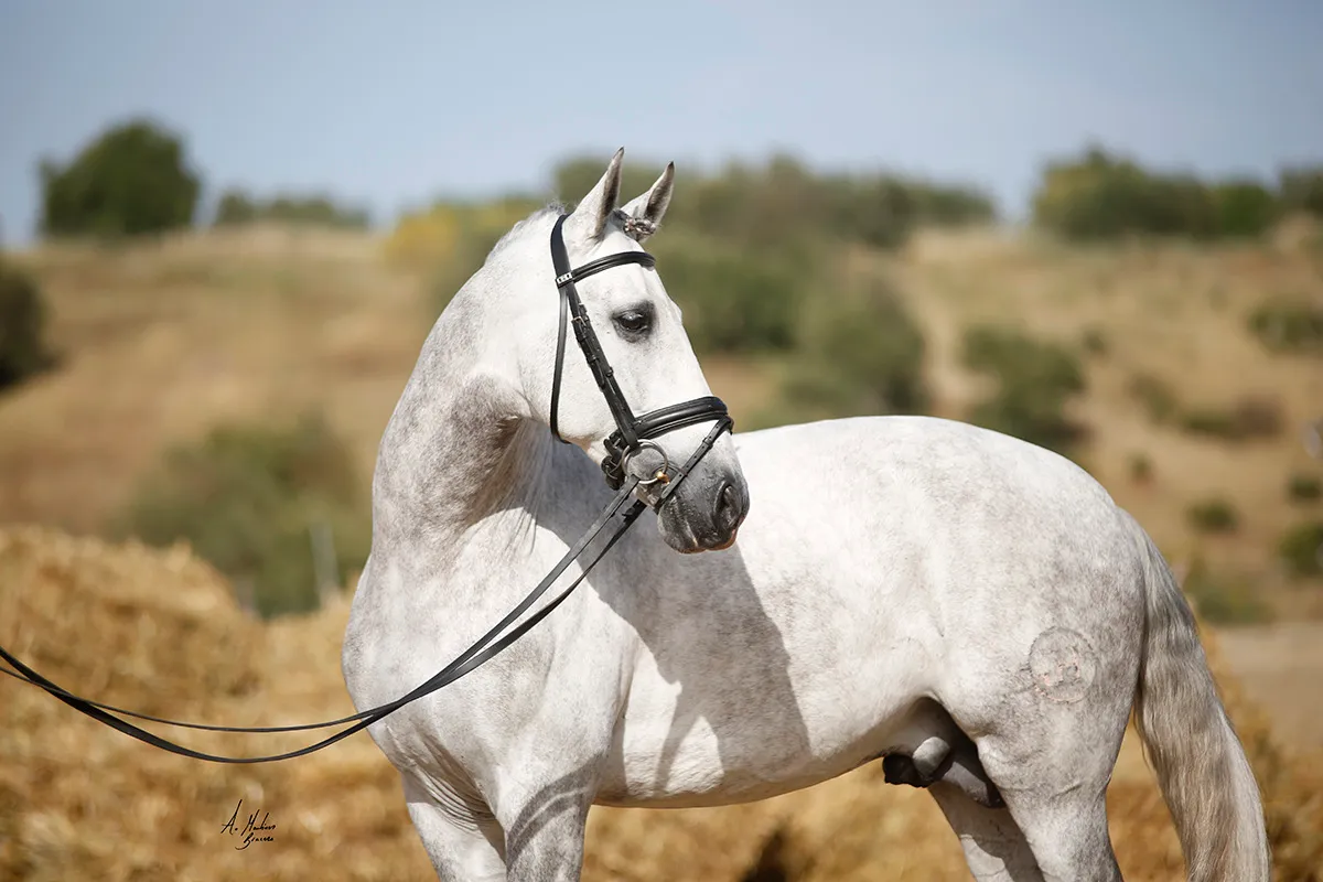 Caballo tordo con cabezada en el campo